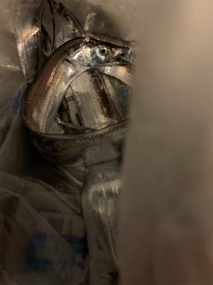 今年初タチウオ