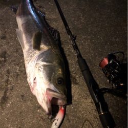 大阪シーバスパトロール