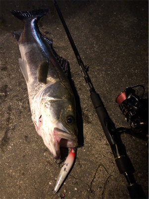 大阪シーバスパトロール