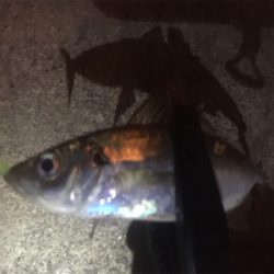 ジグ単アジング