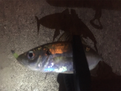 ジグ単アジング