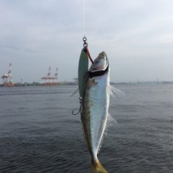 渋いながらも夏コスモ三目