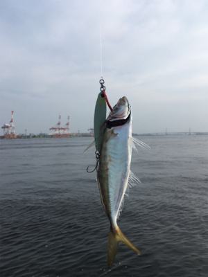 渋いながらも夏コスモ三目