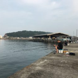 アジを求めて豊浜へ‼️