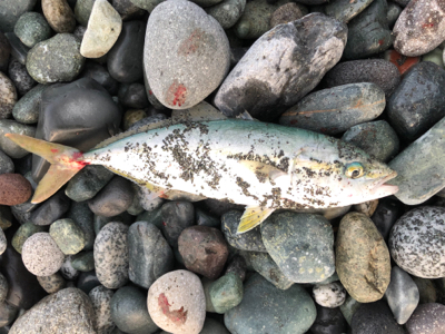 本当はフラット釣りたかったのですが。