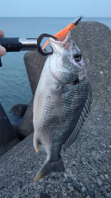 キビレがきました。