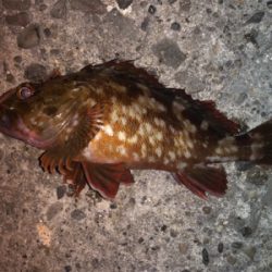 良サイズのガシラにアジ