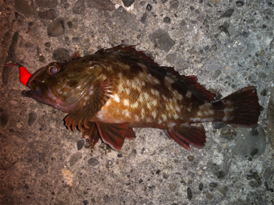 良サイズのガシラにアジ