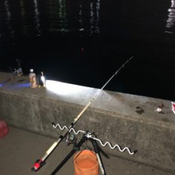 久々の投げ釣りとサビキ