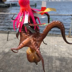 最近渋すぎるタコ