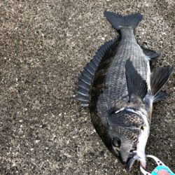 本日アタリが渋い