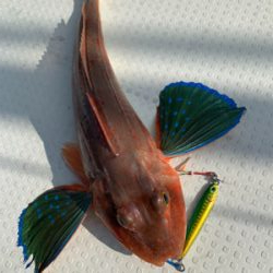 夕方SLJ ＆オキアミエサ釣り