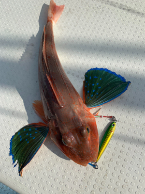 夕方SLJ ＆オキアミエサ釣り