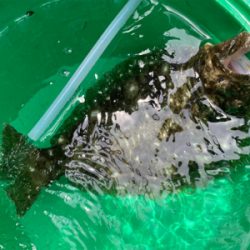 銚子外川沖、ヒラメ