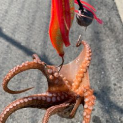 暑いけど釣れた!