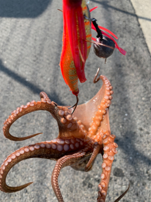 暑いけど釣れた！