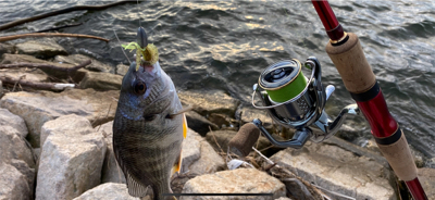 チニング  チビ連発