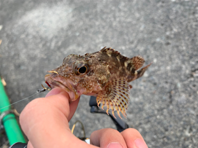 マイクロ岸ジギ