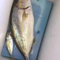 初見草漁港!カンパチ釣れた!