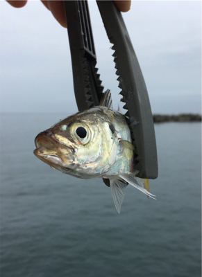 三沢でアジング