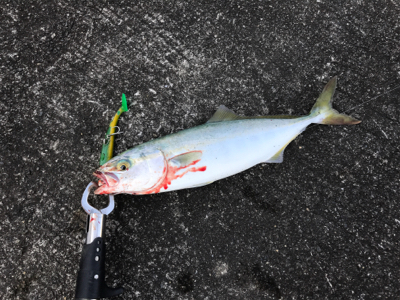 ワカシの回遊は一瞬でした