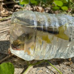 川でスプーンでカワムツ釣り