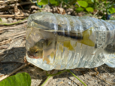 川でスプーンでカワムツ釣り