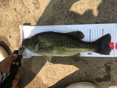 サイトと巻物で