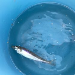 キスを求めて田原へ‼️