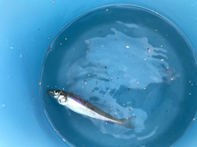 キスを求めて田原へ‼️