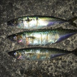 大サバ釣れない
