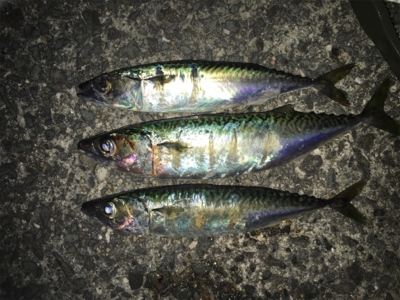 大サバ釣れない