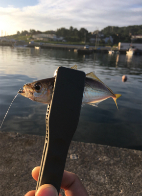 朝まずめアジング