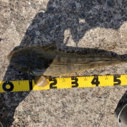 簡単な釣り方で釣れる　初心者のマゴチフィッシング