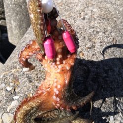 タコはシーズン終了か?