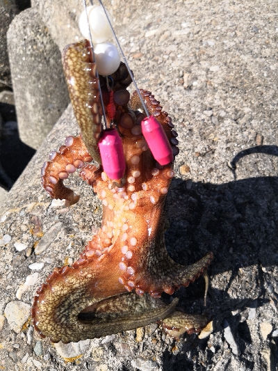 タコはシーズン終了か?