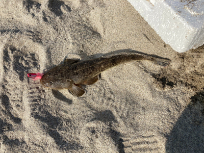 朝マズメで初ヒラメ！