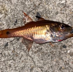 青物釣れず、外道三目^ ^