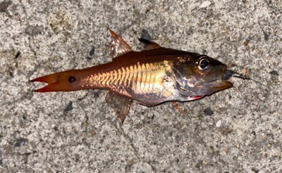 青物釣れず、外道三目^ ^