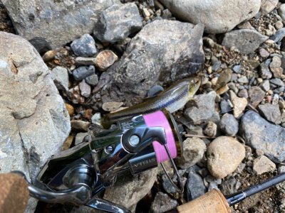 水遊びついでのカワムツ