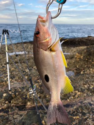 田辺湾沖磯遠征！