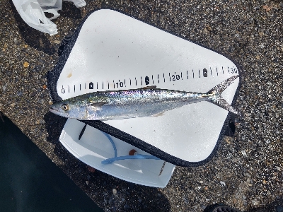 サゴシ30cm　フカセ～サビキ