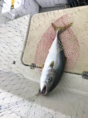 船ジギングは釣れる。