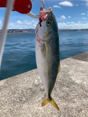 なんとかツバスゲット。。。