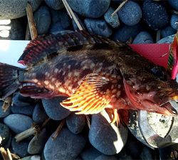 カサゴくんだけでした