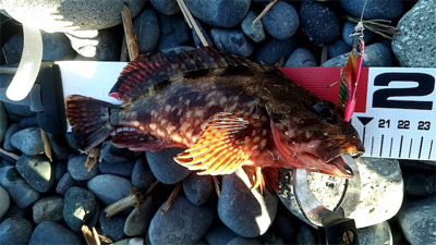 カサゴくんだけでした