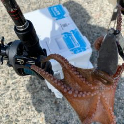 タコ、やばい。