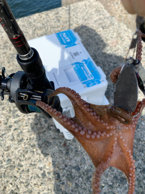 タコ、やばい。