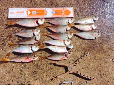 久しぶりのアジング