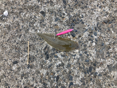 短時間マゴチゲーム